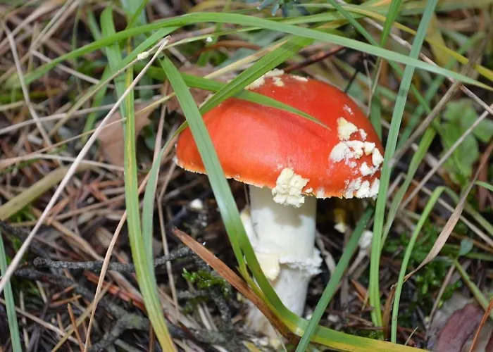 Ferienhaus Navasa Navasa